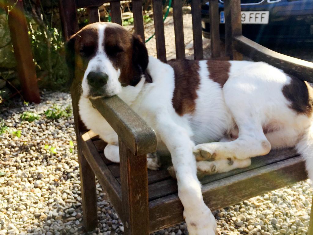 B&B Mas Torrencito Pet Friendly Parets de Ampurdá Dış mekan fotoğraf